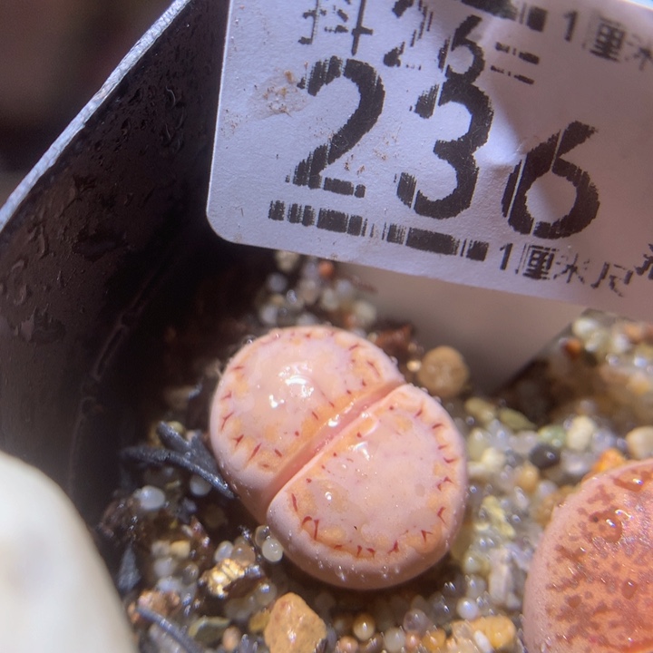 精品生石花26.236