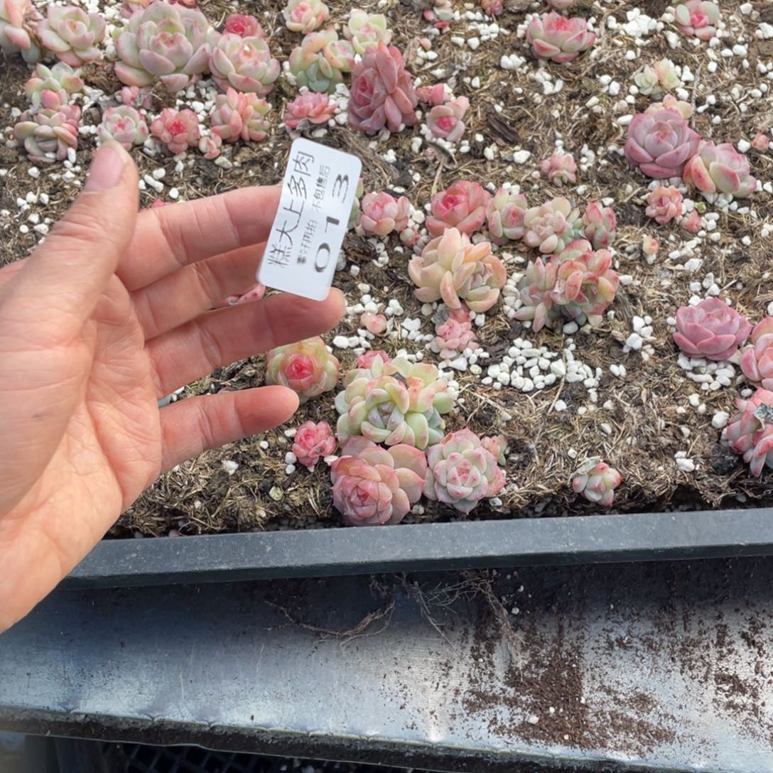 1***8糕大上多肉植物013