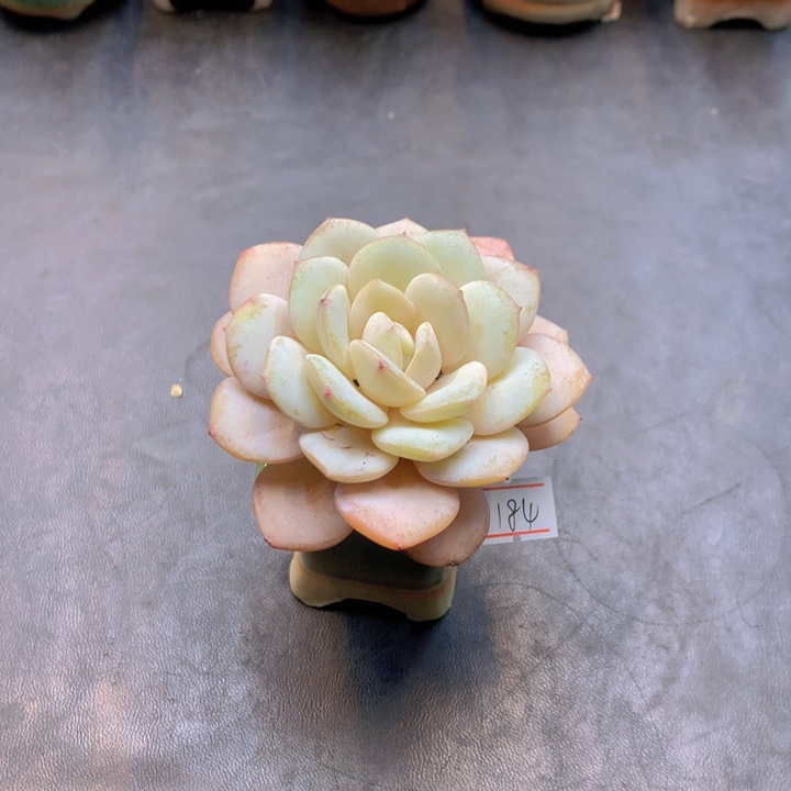 一物一拍满30包邮 184