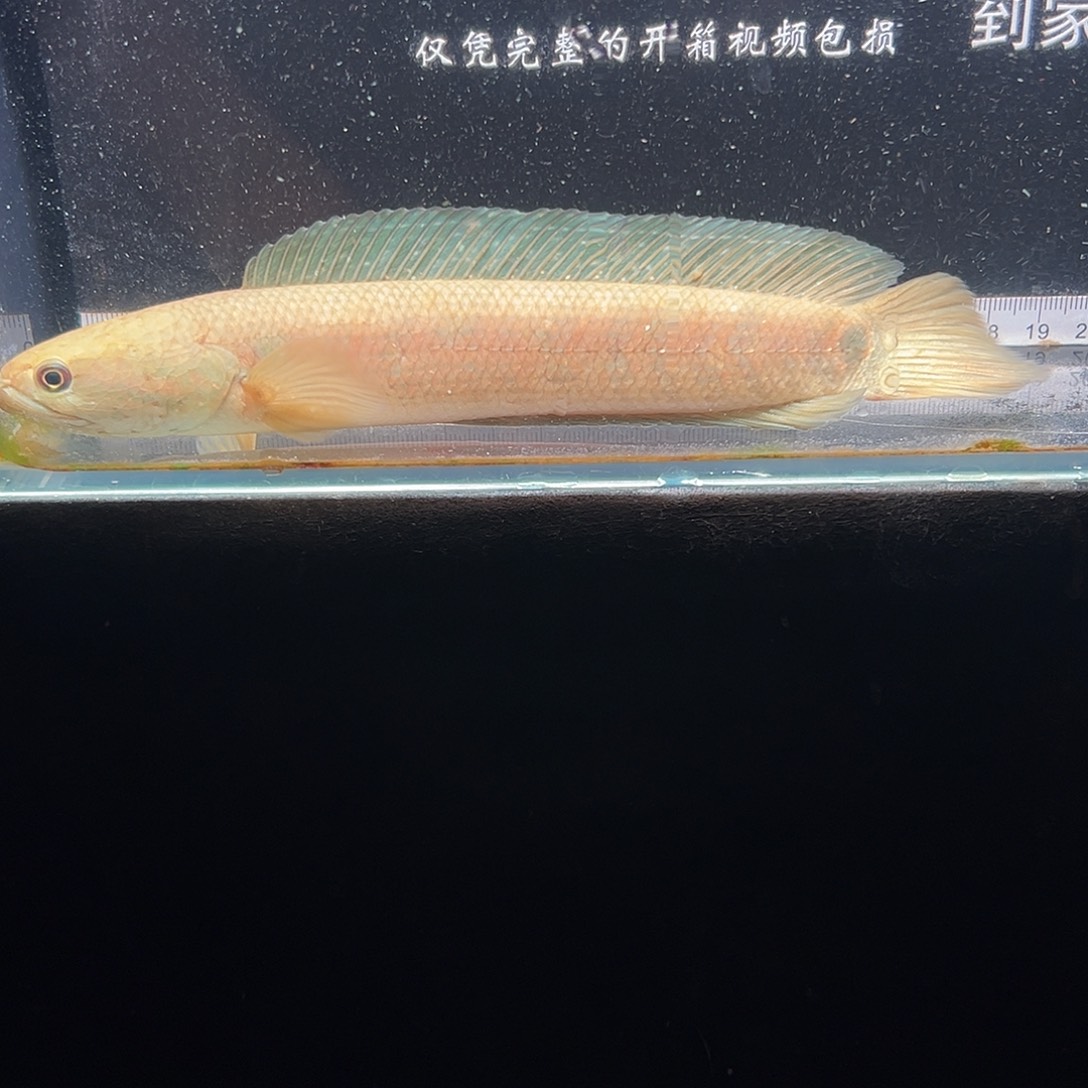 雷龙鱼七星雷龙鱼