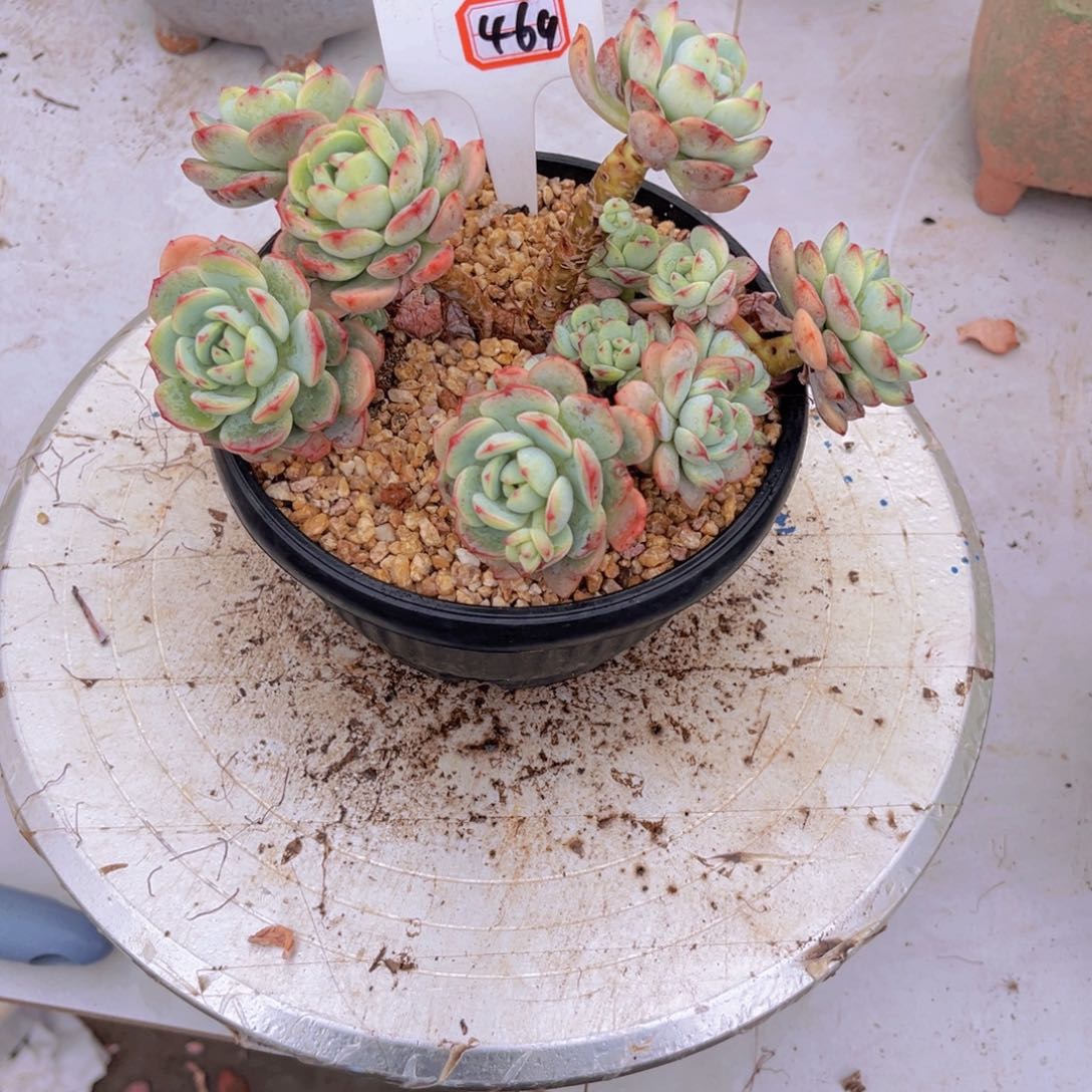 盐*香草469多肉植物