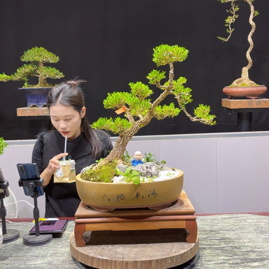 四季常青老桩黄杨盆景