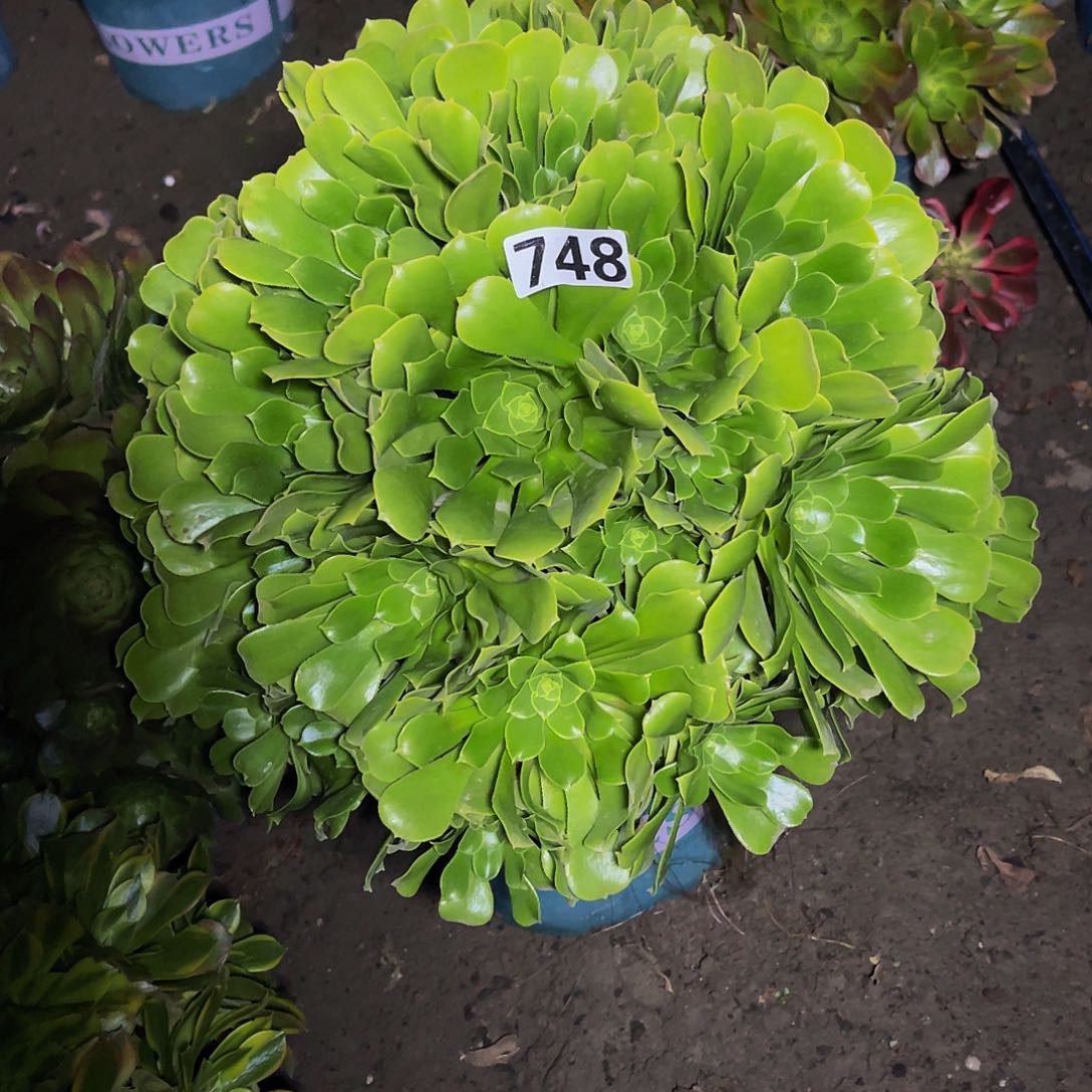 绿杨蓉法师15/11包邮法师