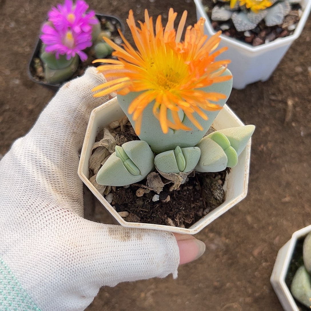 神峰玉父母呃呃呃呃呃呃呃