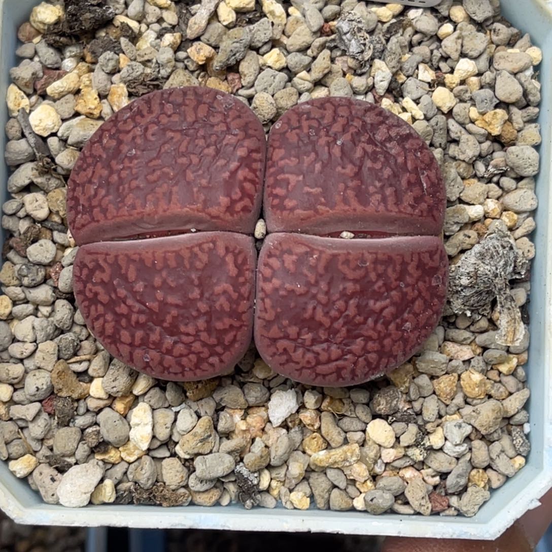 0692双头日轮1尺寸单卡3.2