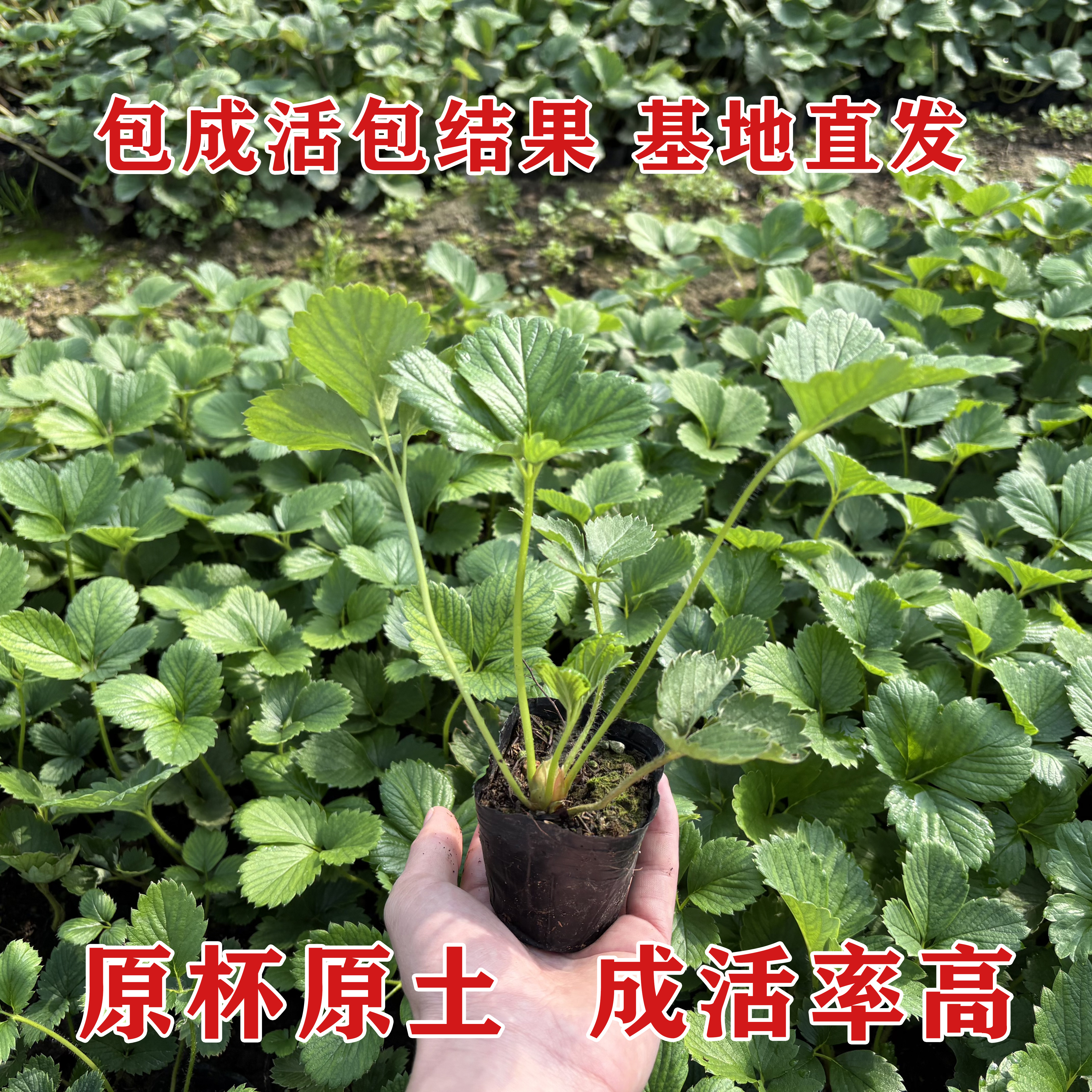 原杯原土草莓苗四季盆栽阳台黑珍珠奶油果苗种植苗南方当年结果
