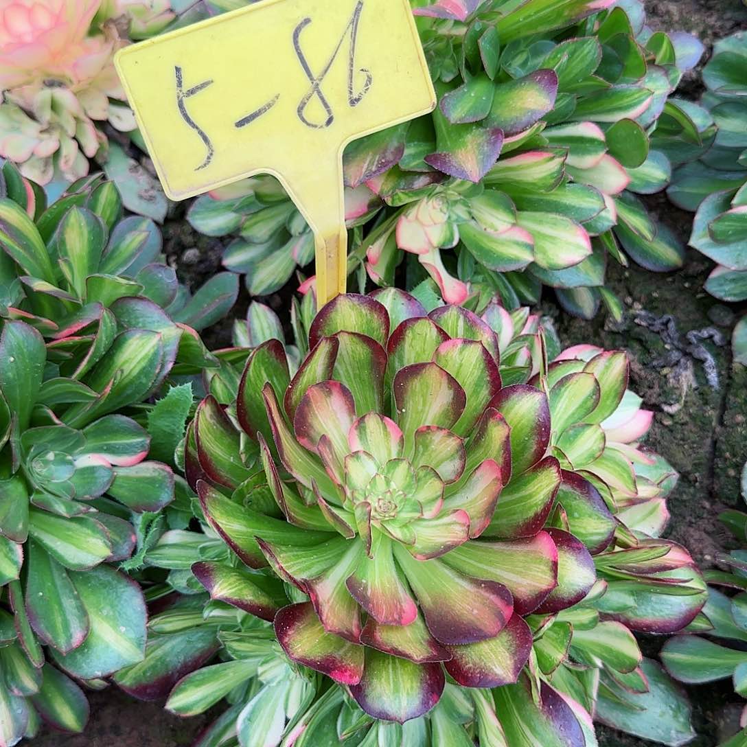 5-86---多头多肉植物