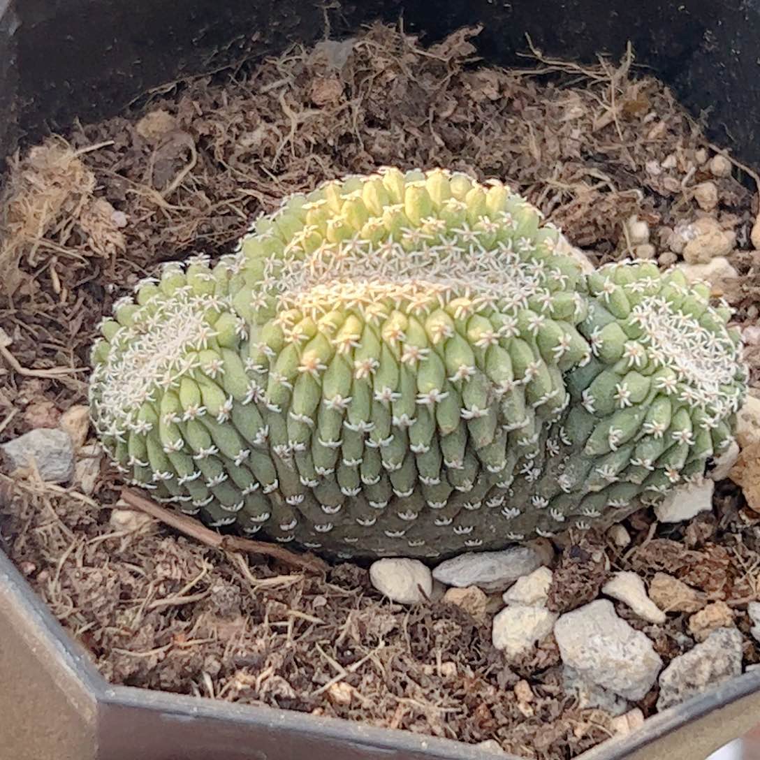 实生 菊水缀化仙人球