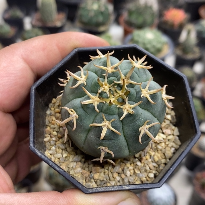 实生猫爪特价福利