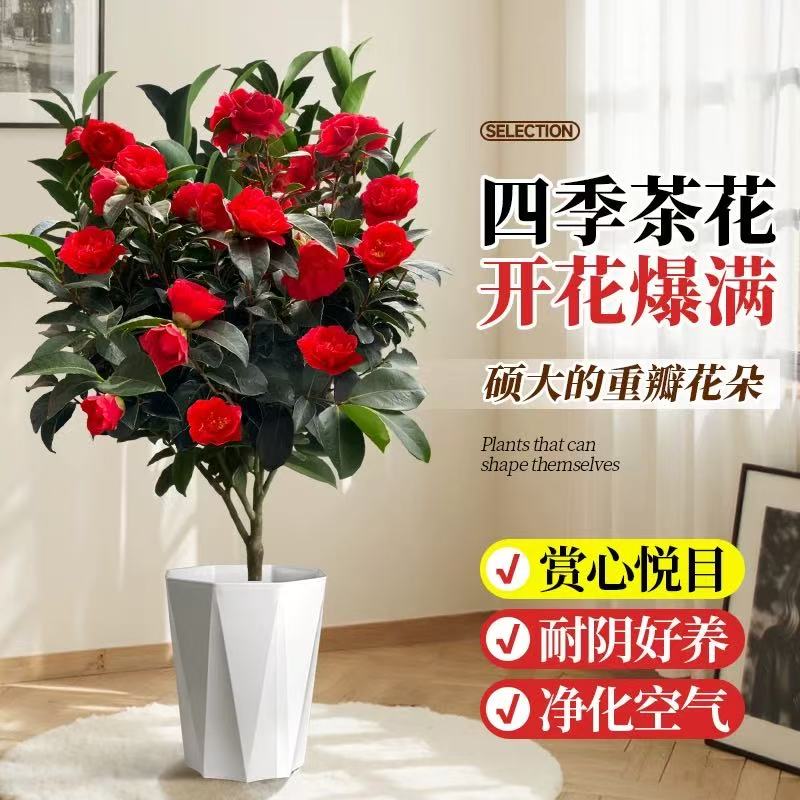 四季茶花【 60-70cm】多花苞开大红花阳台树苗花卉盆栽耐寒易活