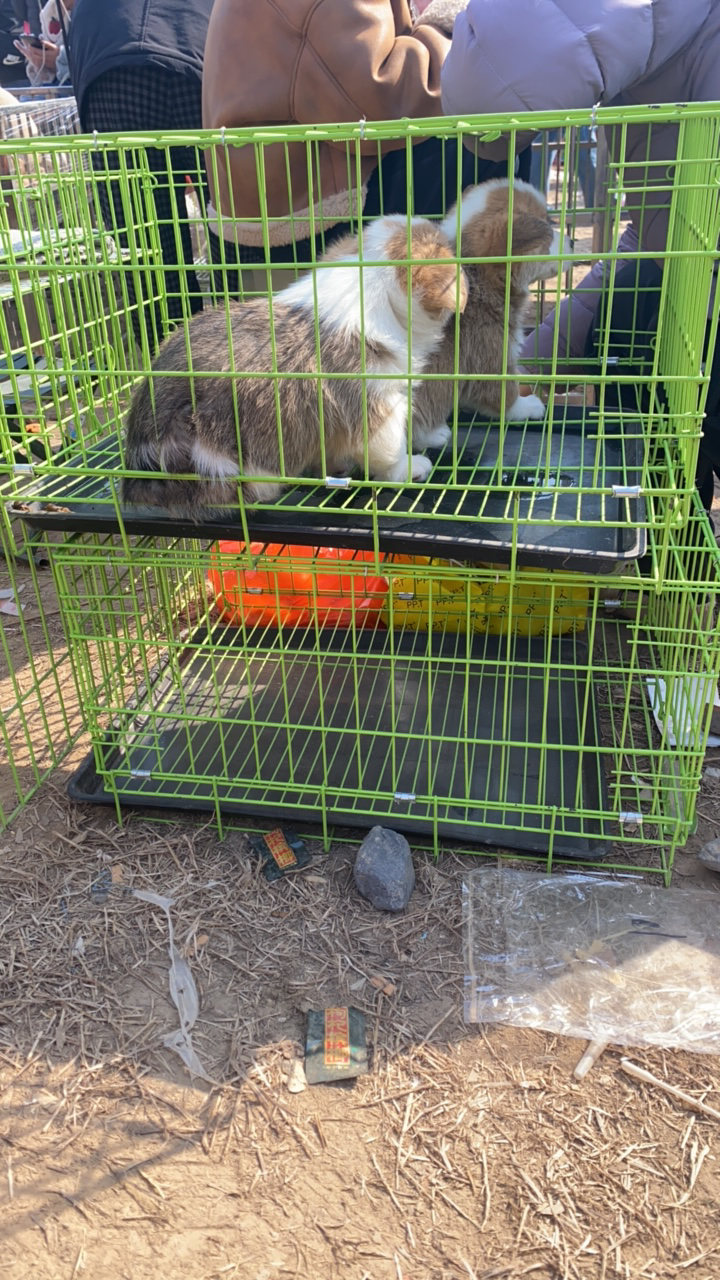 狗笼子猫狗通用直播专属链接