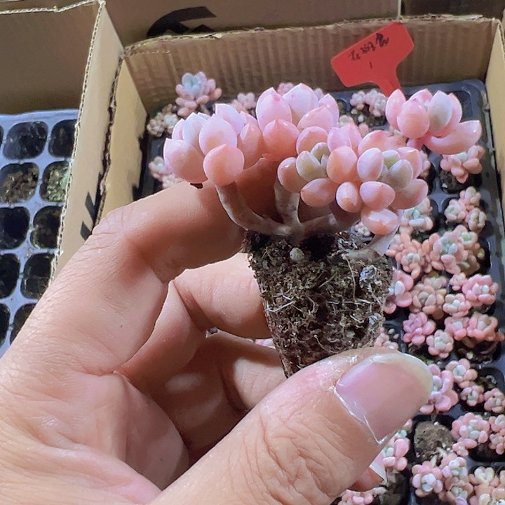 花斑鹿精品多肉植物大战