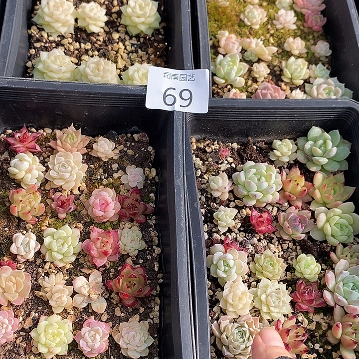 69 多肉植物盆栽花卉
