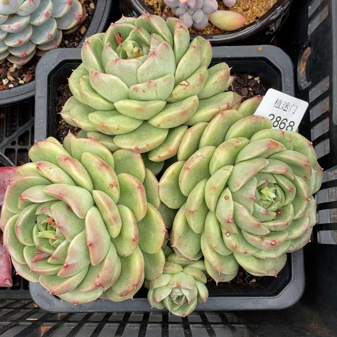 Z****霞杂交精品多肉2868