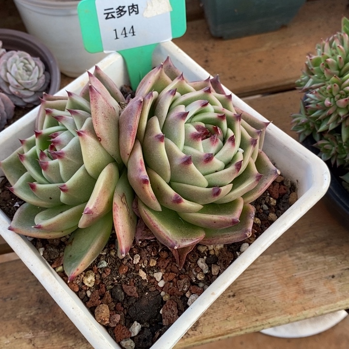 蓝龙直播福利144号啊