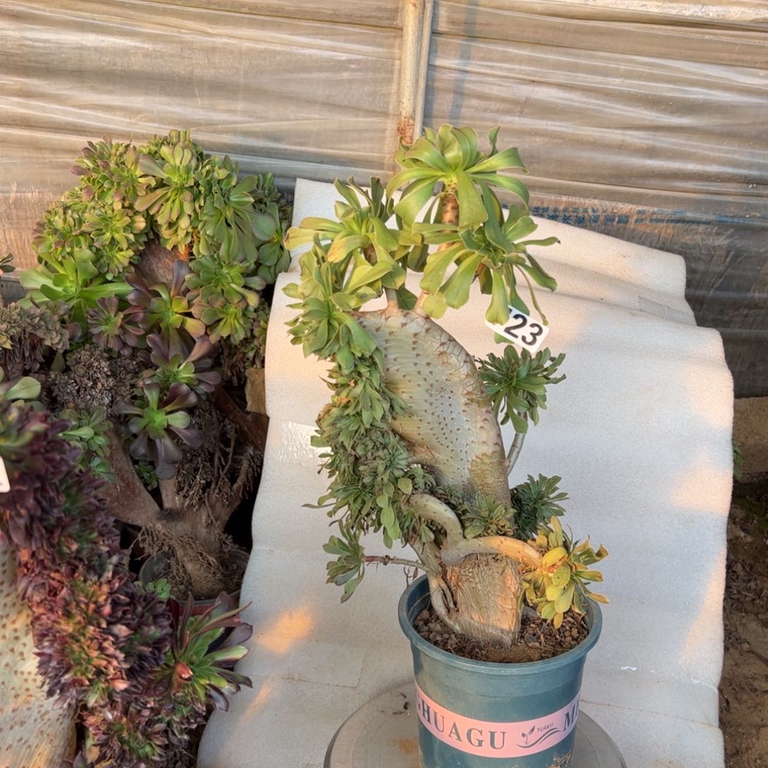 有伤原始绿723高度37厘米