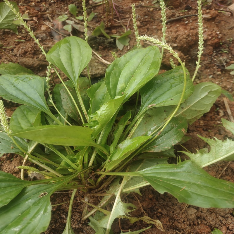 新鲜车前草纯天然正宗车前草蛤蟆衣车轮菜猪耳草当季新鲜野菜