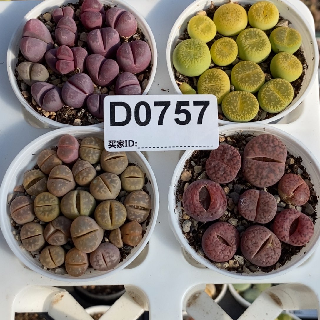 0757 直播间一物一拍