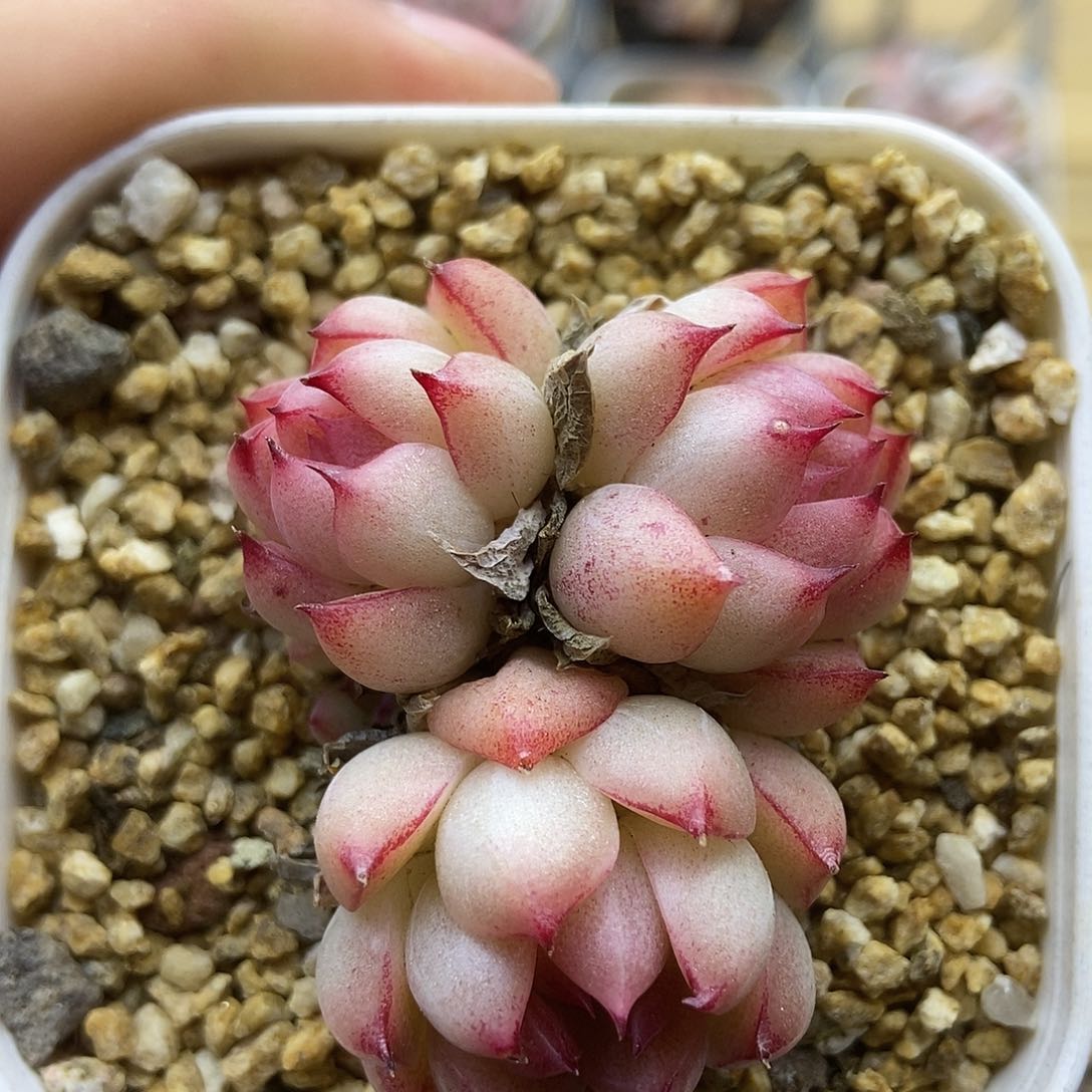 一物一拍一单包邮 284