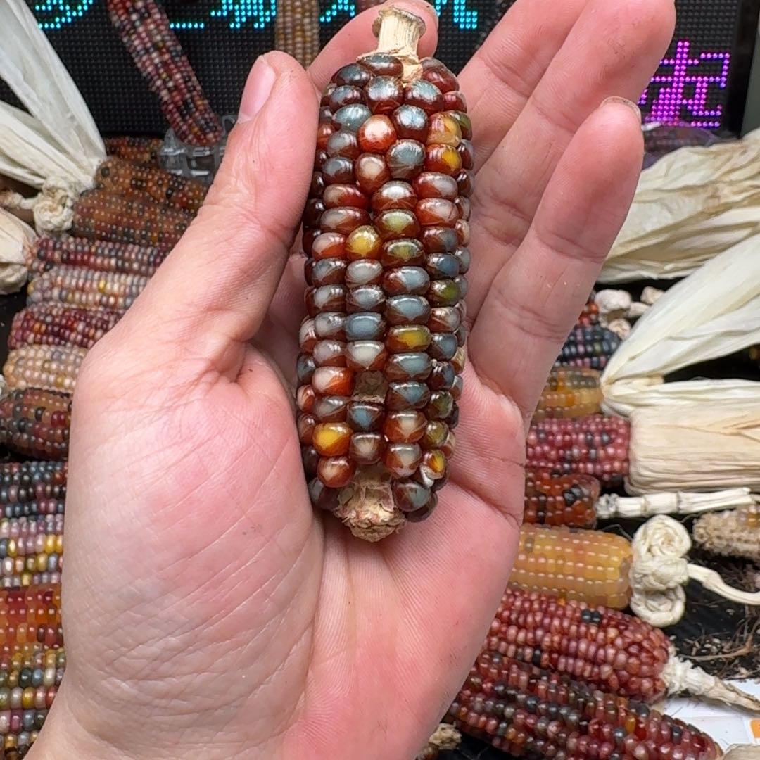 柏香籽/百香籽吊坠女****瞳