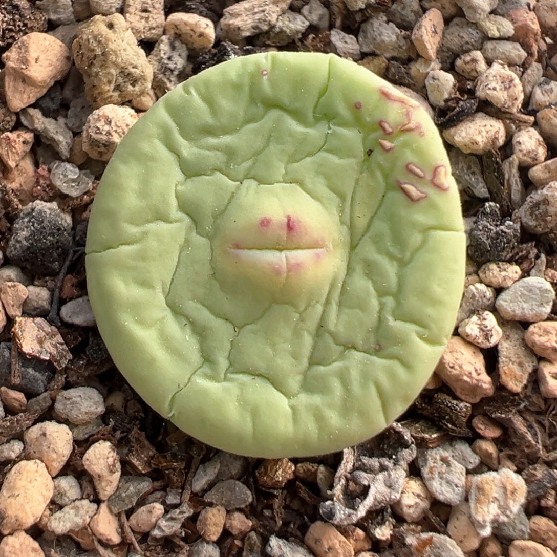 429号大型嘟嘟嘴。            