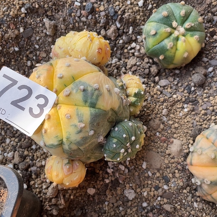 仙人球兜锦无根723号