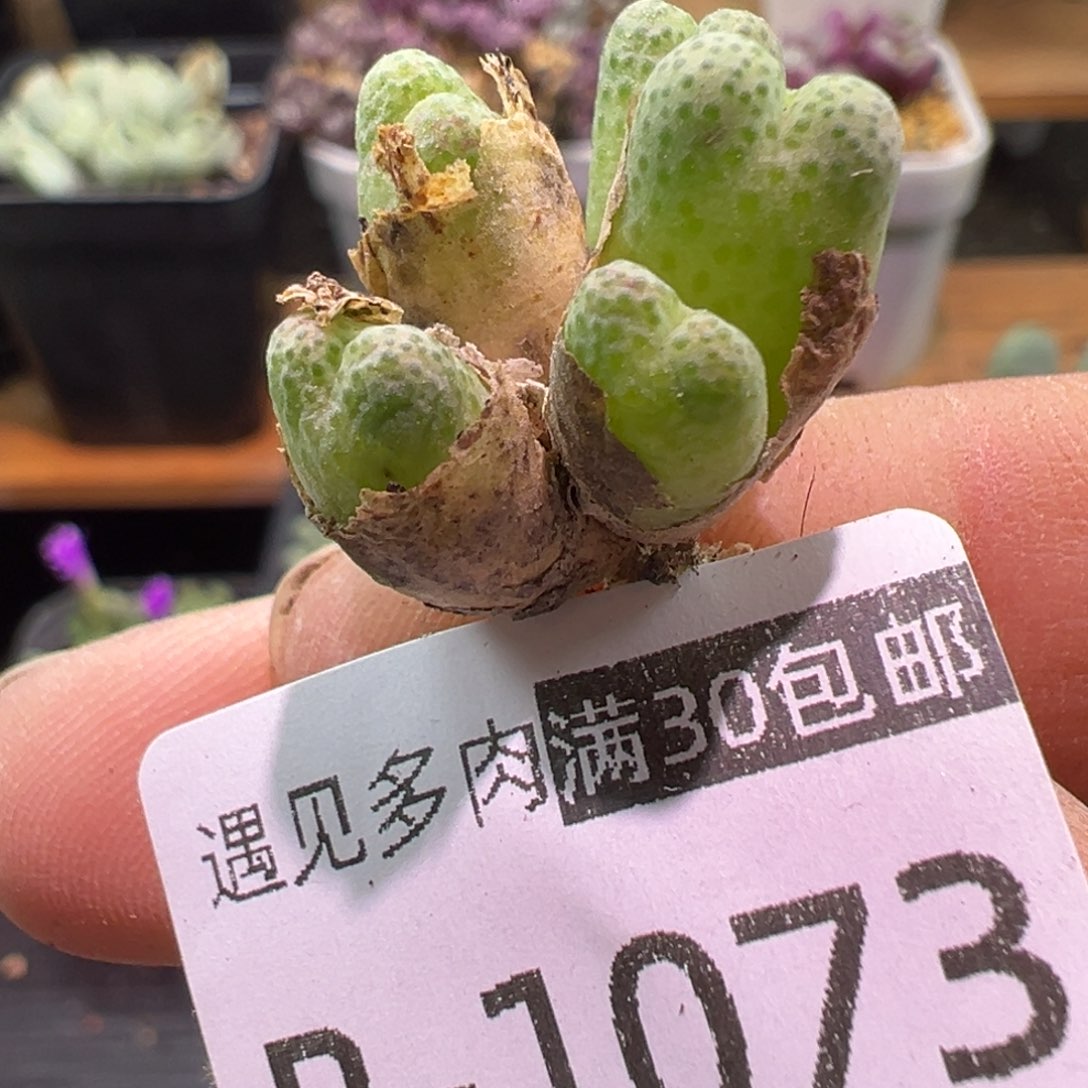 多肉植物1111111111111