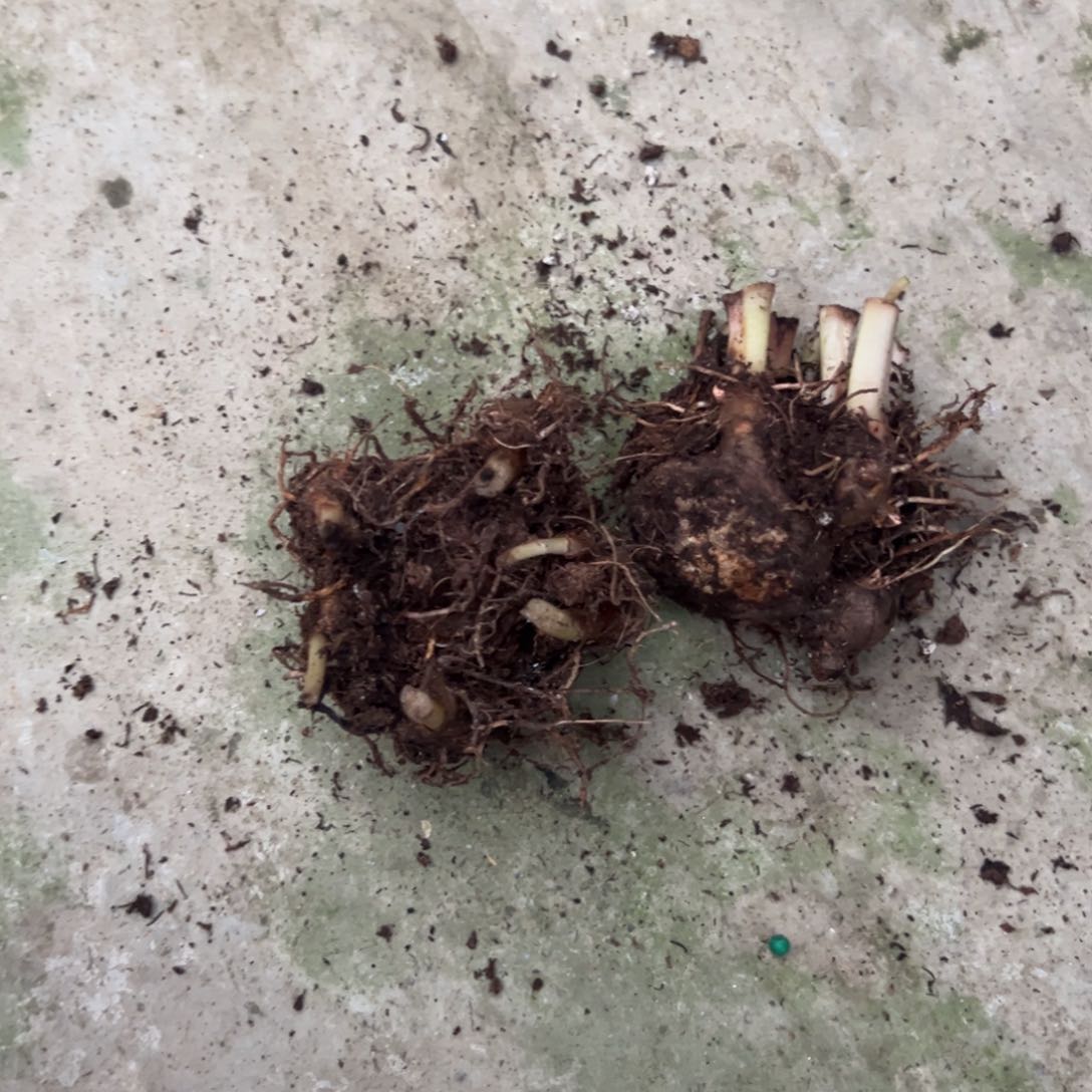 完全开放顺*针莫妮卡➕覆盆子➕盲盒球