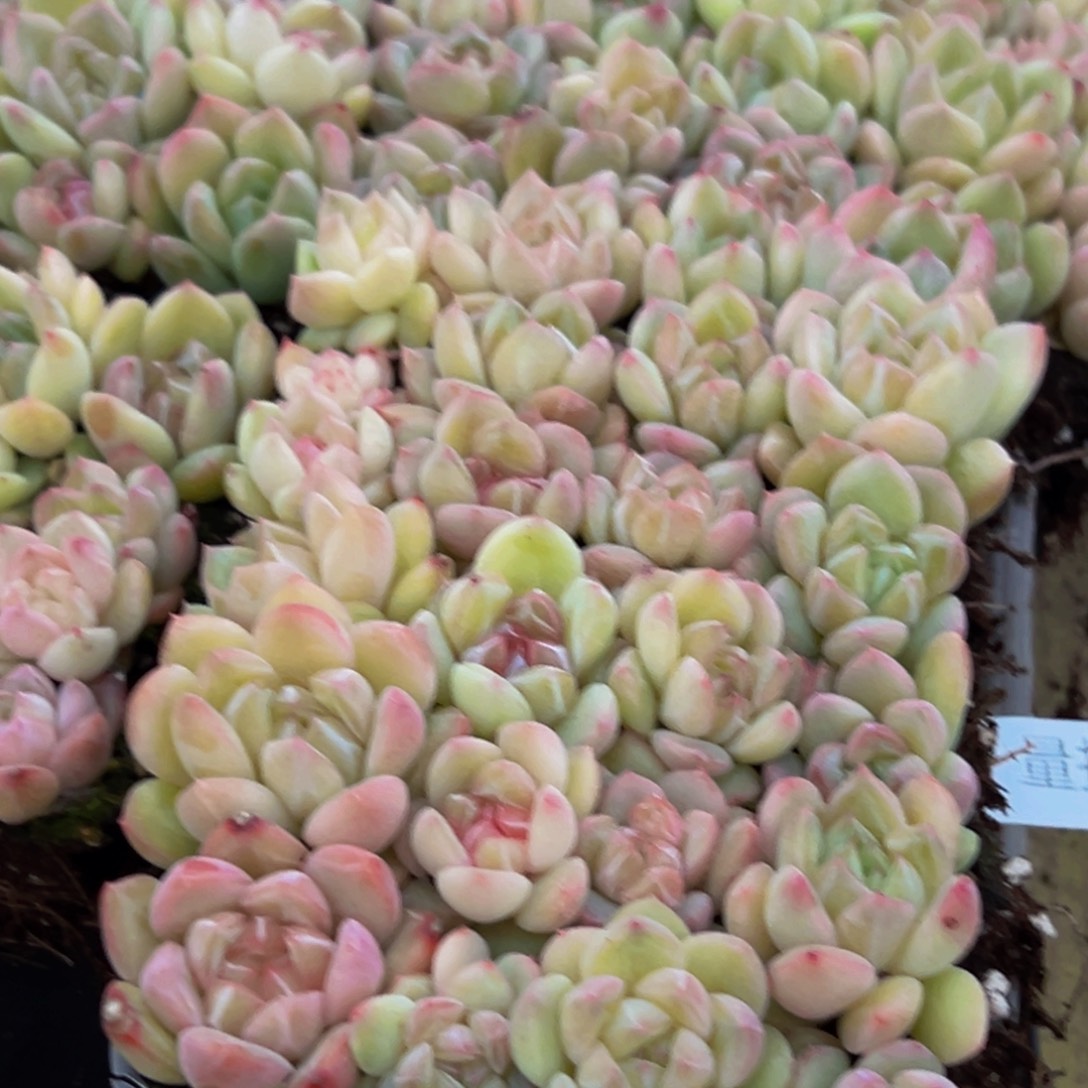 033多肉植物量拍一盒保底24颗