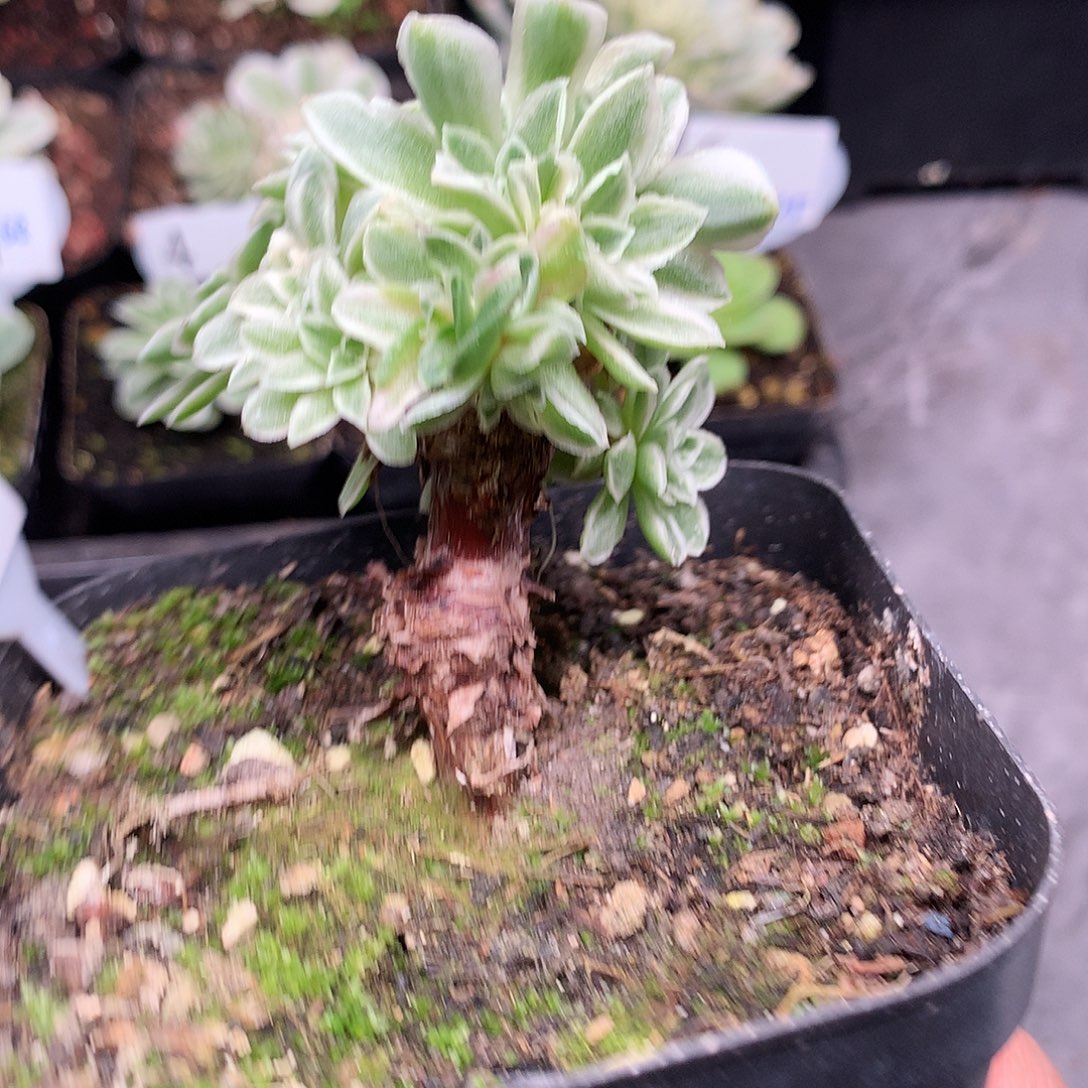 秋夕树款白覆轮锦10