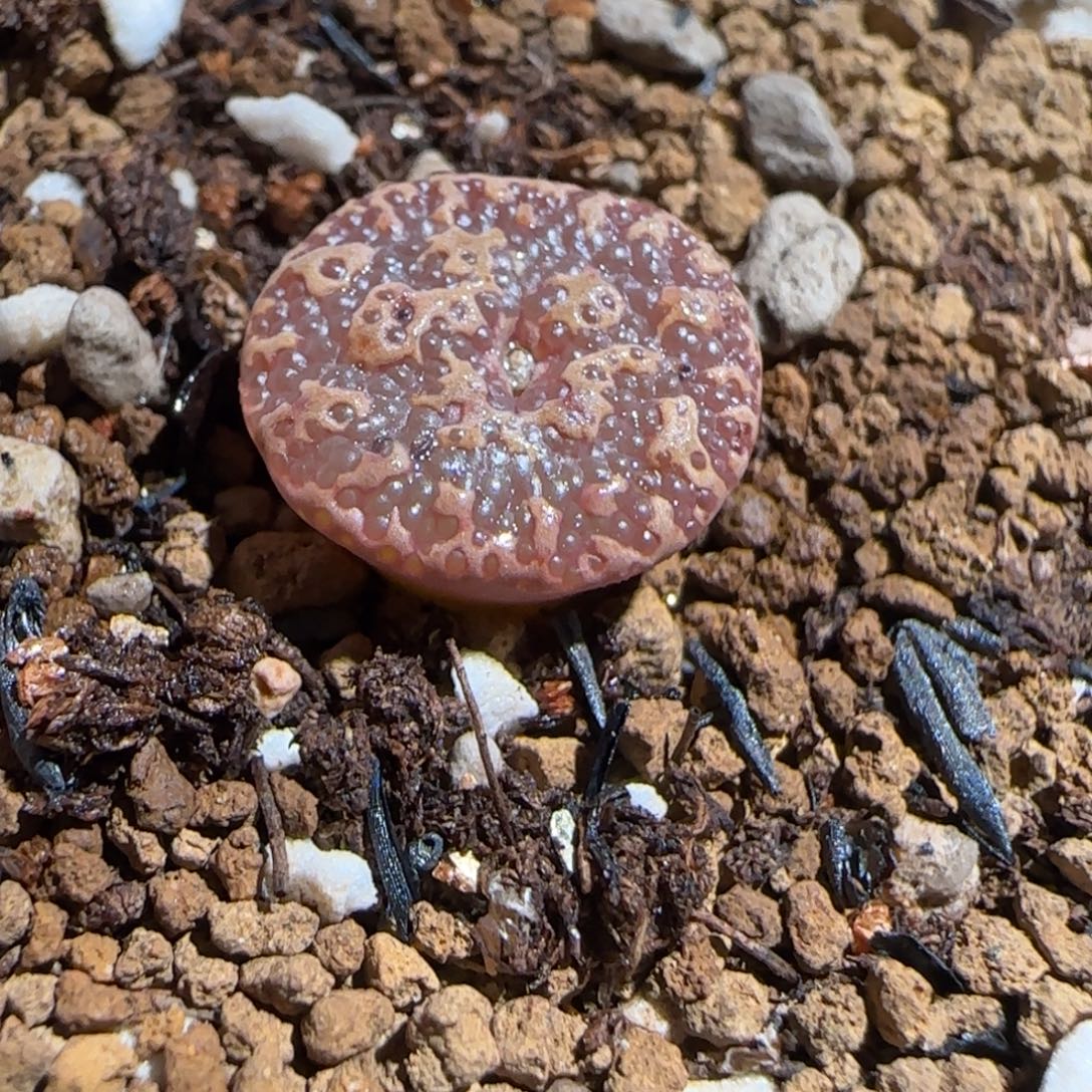 肉锥多肉植物组合-超级泡泡勋1349