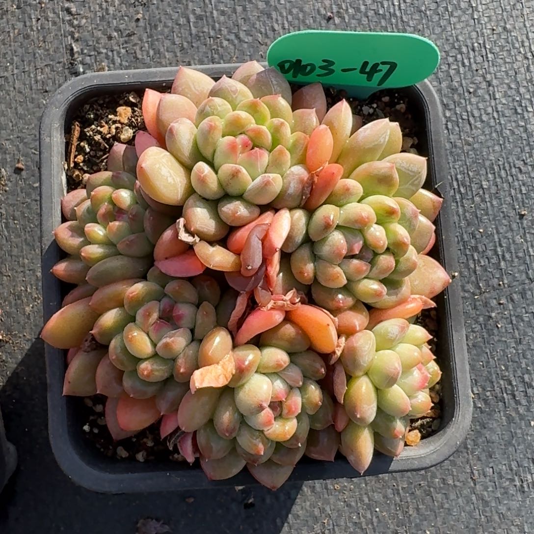 从前慢多肉精选编号0103.47