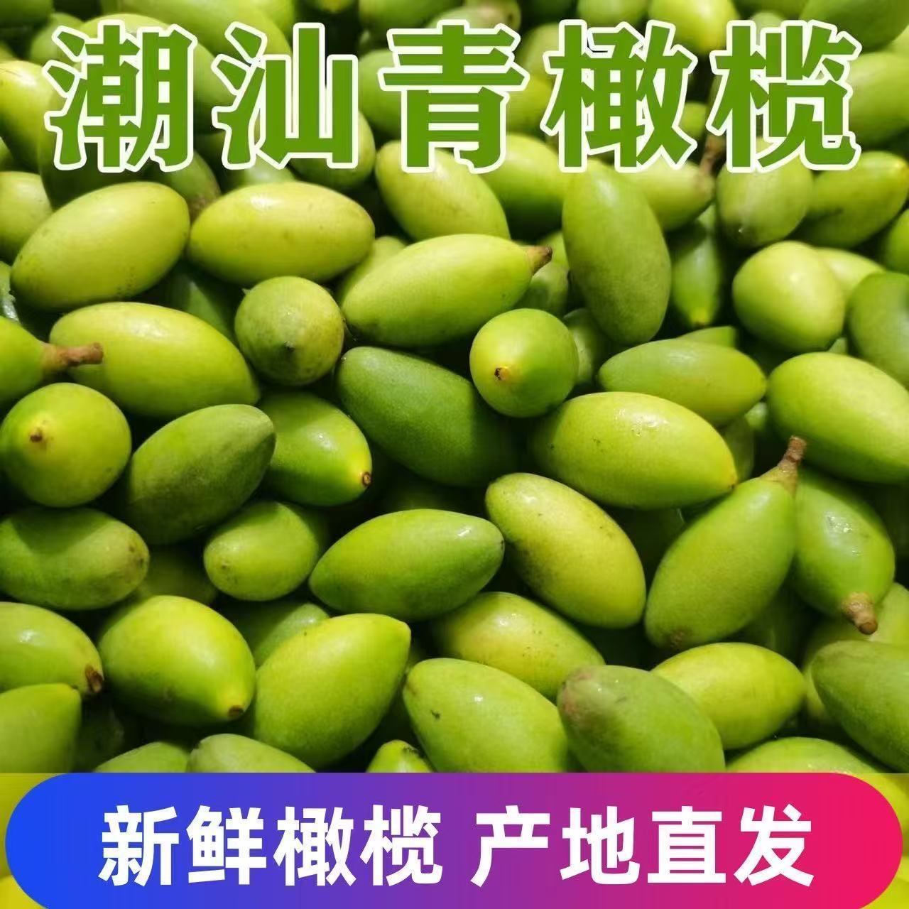 2025潮汕特产青橄榄果现摘新鲜橄榄500g生吃青果孕妇水果泡酒煲汤