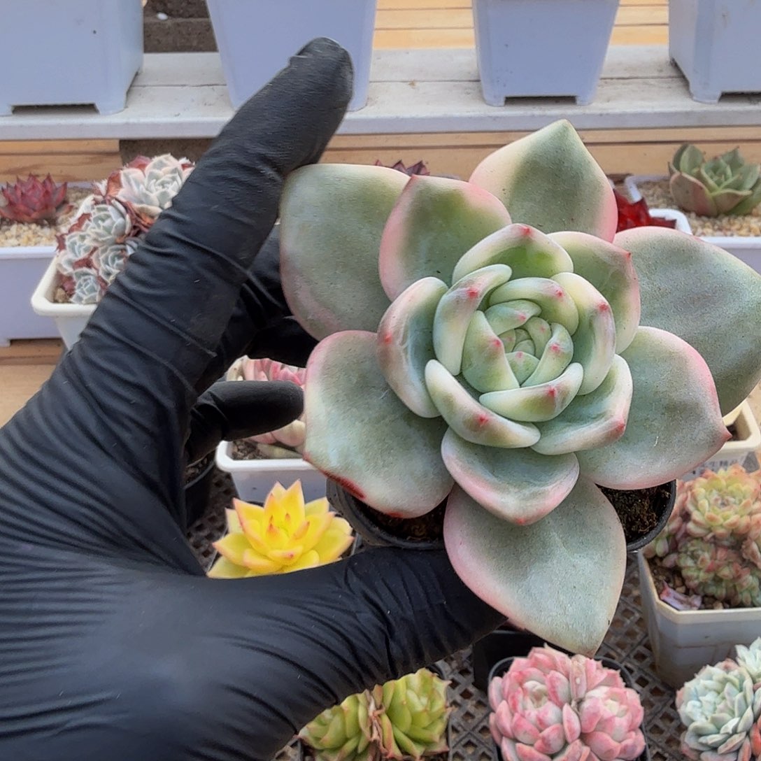 1218-52伊丽莎白锦