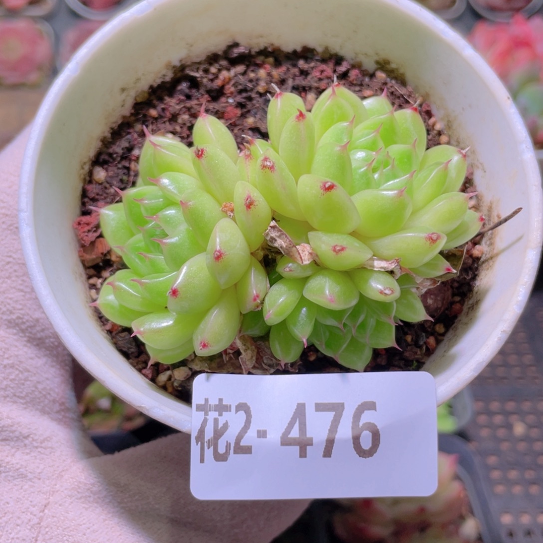 花利美2-476麦秆群