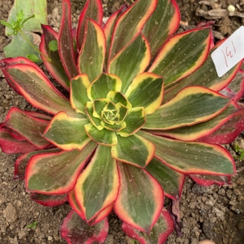 131魅影满25包邮多肉