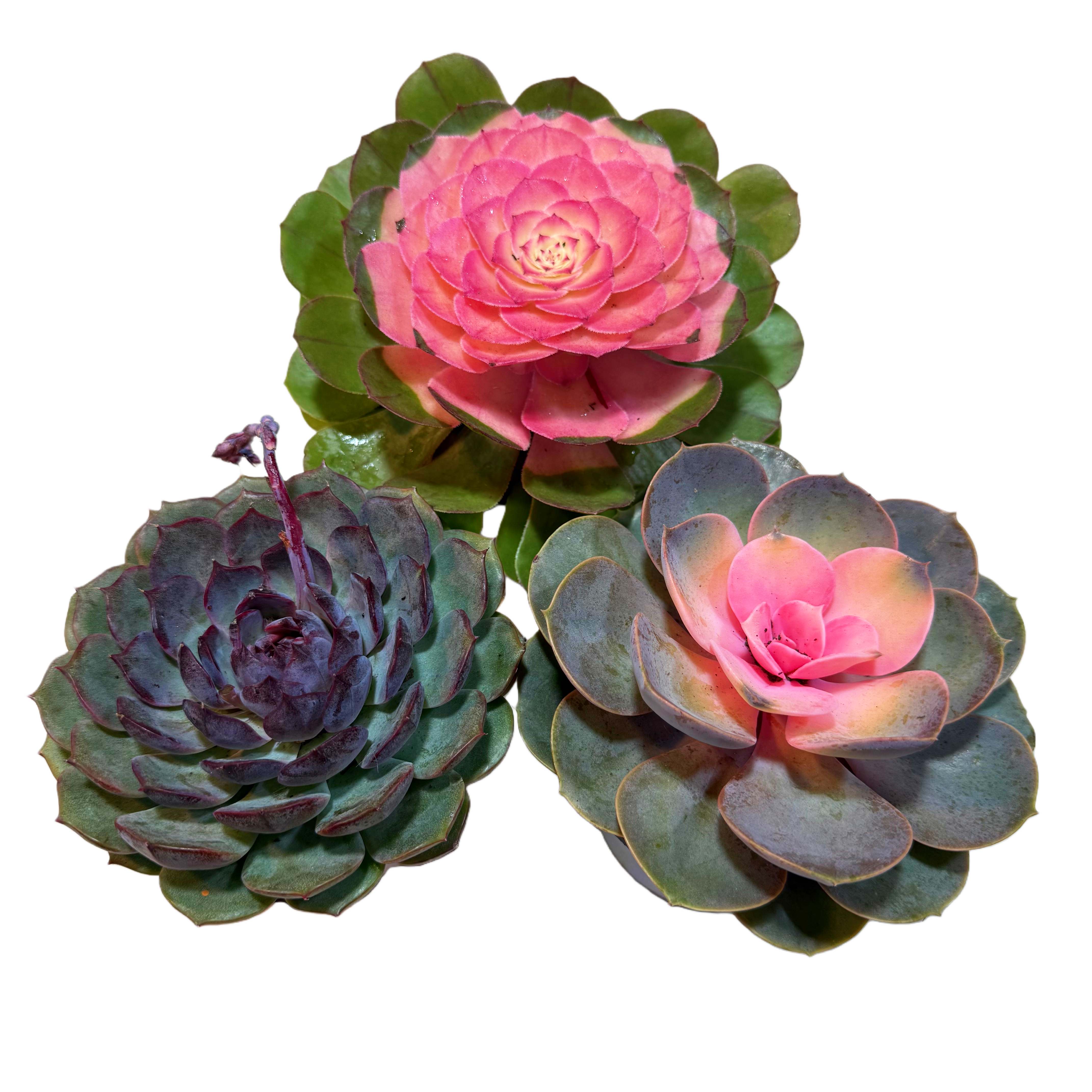 莲花水培套餐  新手套餐组合 多肉盆栽 多肉任意3单包邮