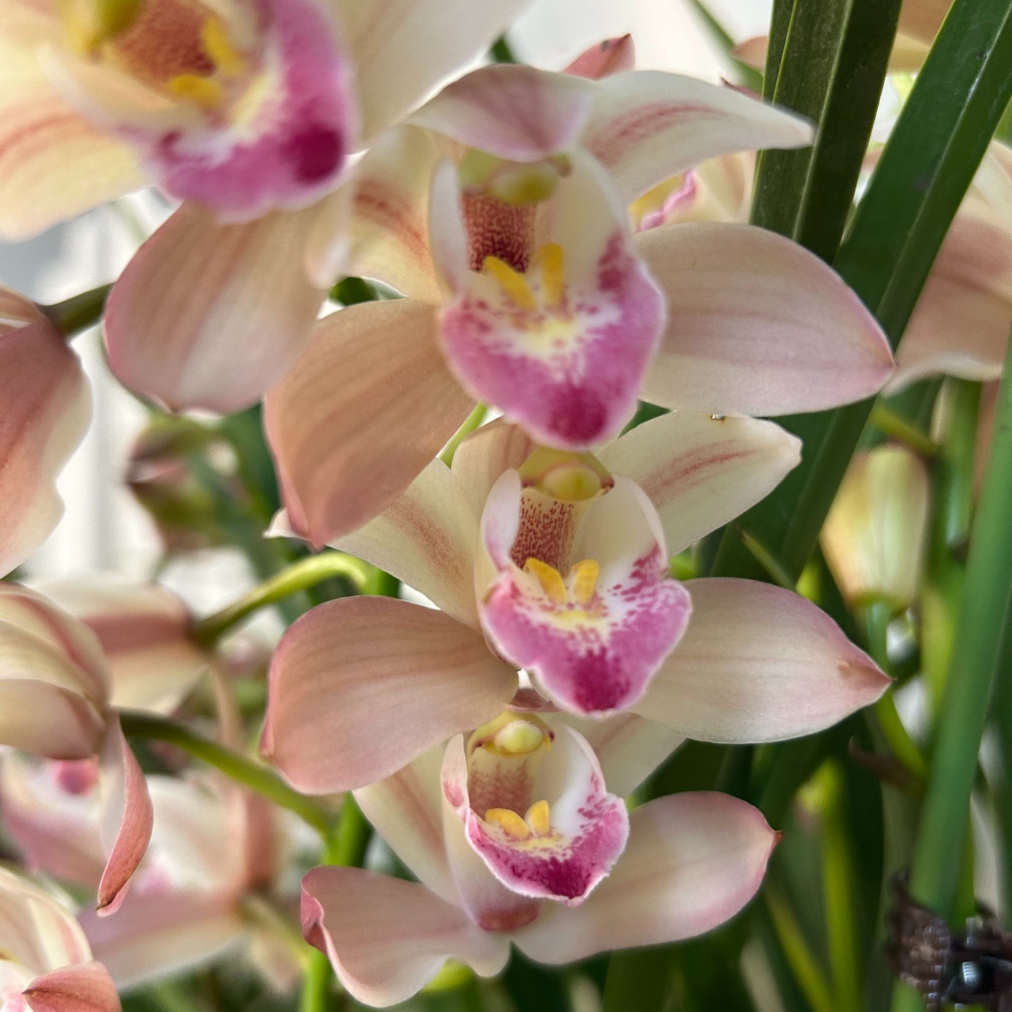 【变色龙5花剑起】四季兰浓香好养室内外高端精品绿植花卉盆栽客厅