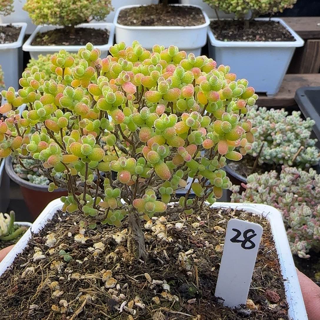 金桔糖球一物一拍