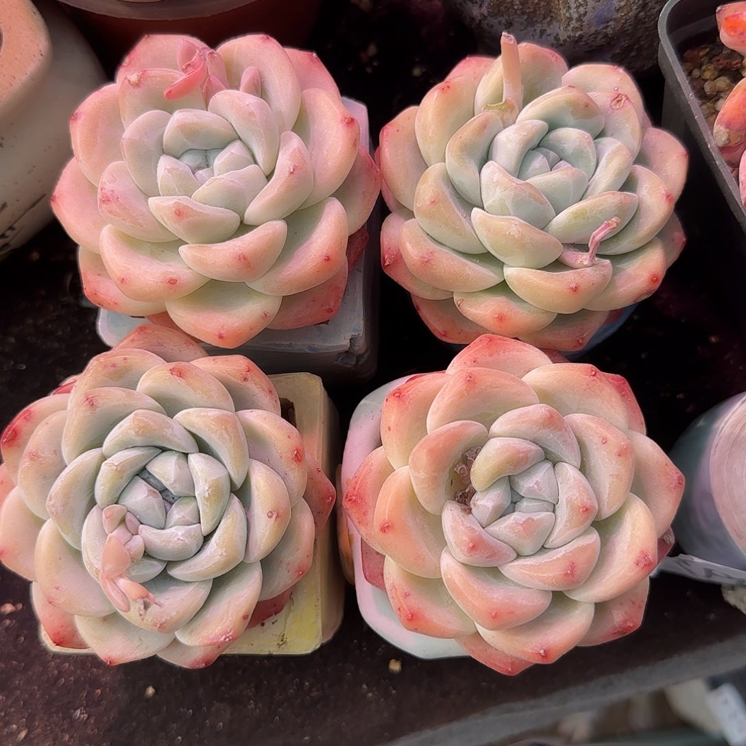 粗桩老冰玉奶油冰玉特价包邮