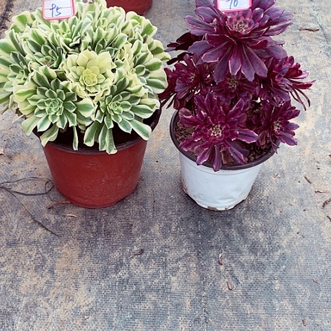 组合多肉法师95，96号