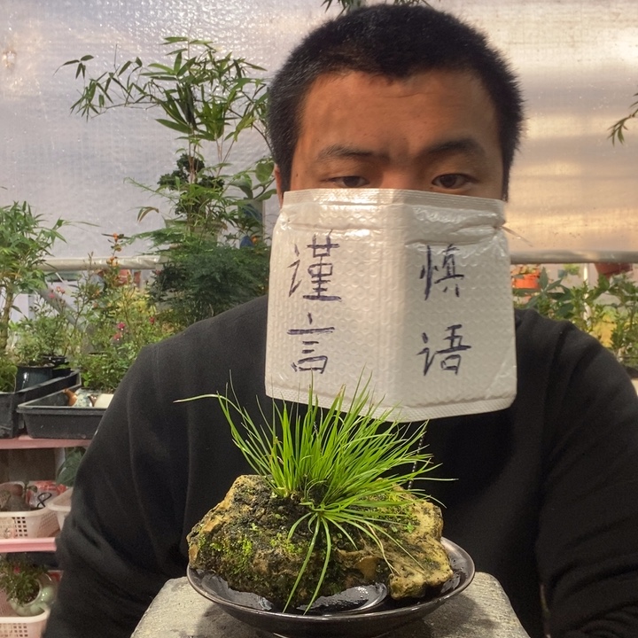 以实际为准盆景绿植盆栽28