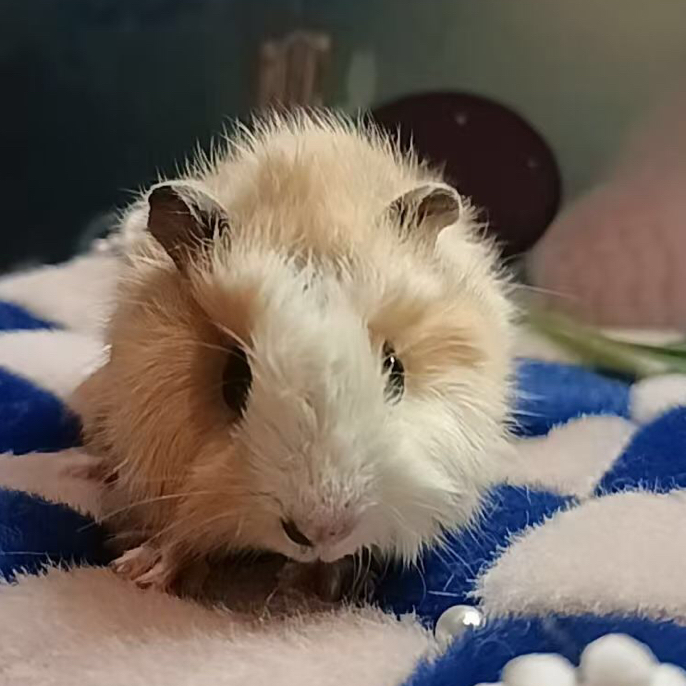 荷兰猪猪活物豚鼠小宠物适合家庭喂养不咬人下单赠送主粮500克