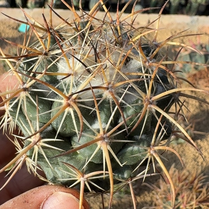 圣峰丸微根666666666