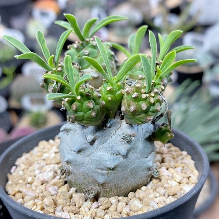 20号实生峨眉山大戟3.5cm