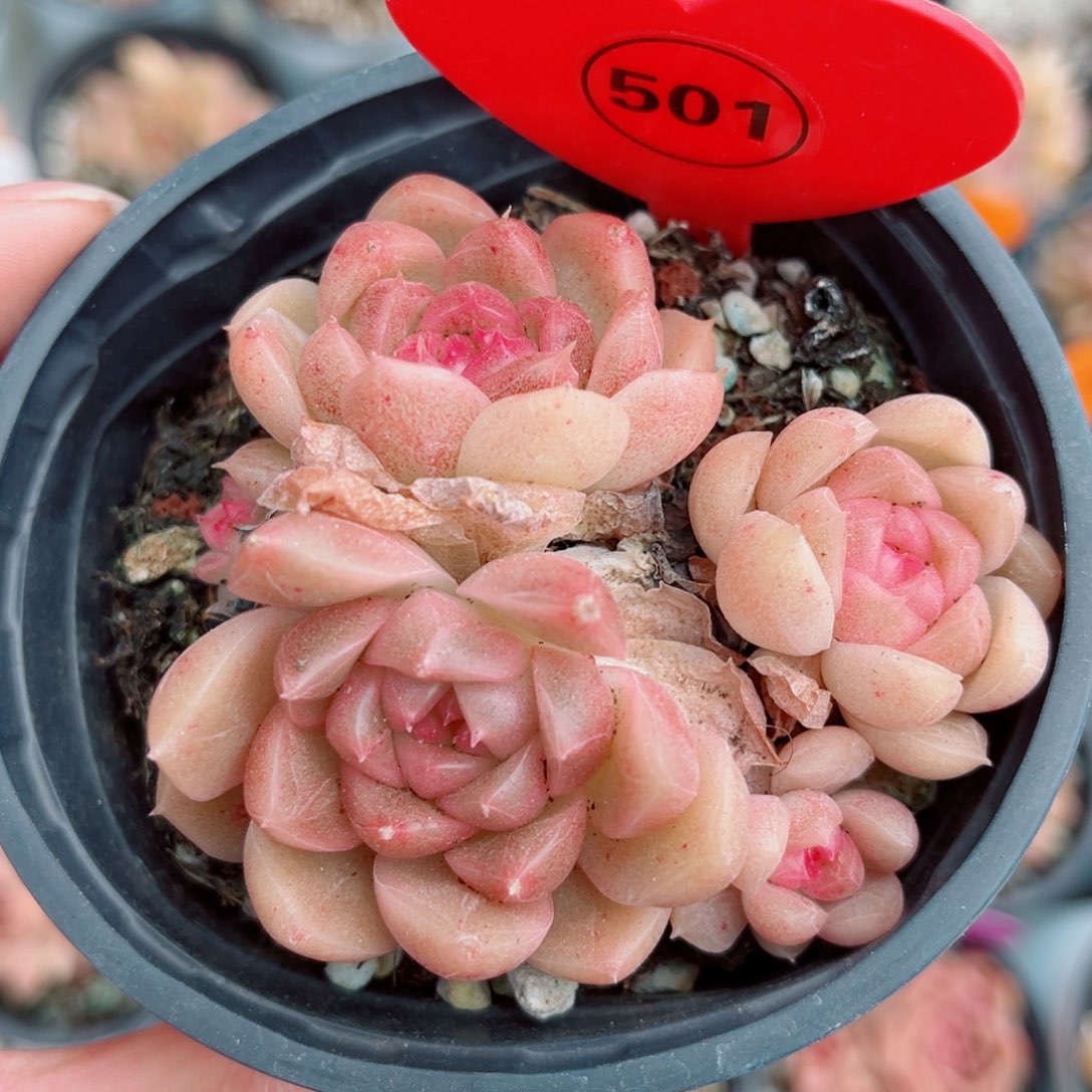 501号小老桩珍妮群
