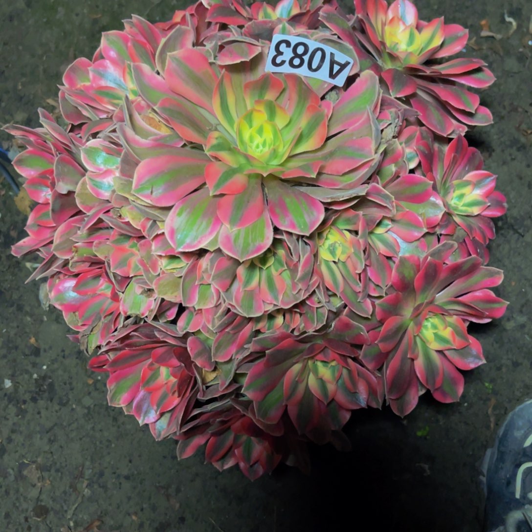 女妖法师16///29包邮