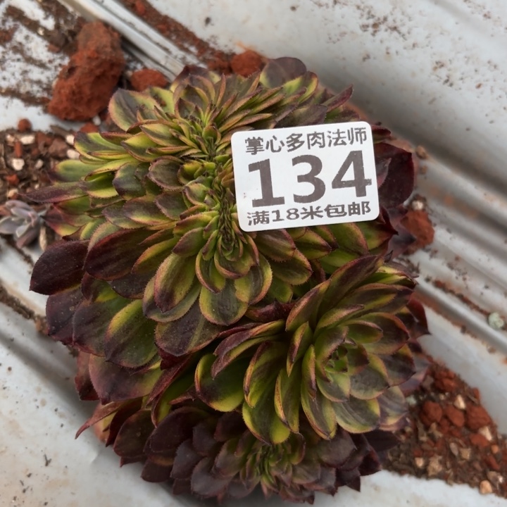 134万家丽缀化掌心多肉法师锦，我