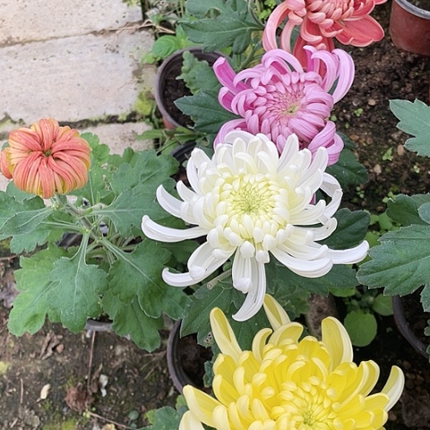 完全开放大菊花大苗5个品种30元包邮