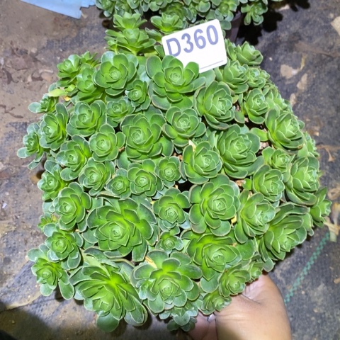 树玫瑰多肉植物法师不包损